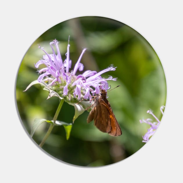 Butterfly on purple flower Pin by SafariByMarisa