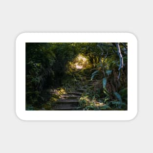 Staircase in a forest Magnet