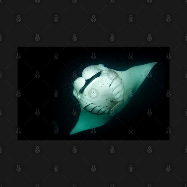 Manta Ray night Dive by SCUBAddict