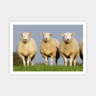 Clean Lleyn Sheep Magnet