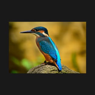 Beautiful Kingfisher T-Shirt