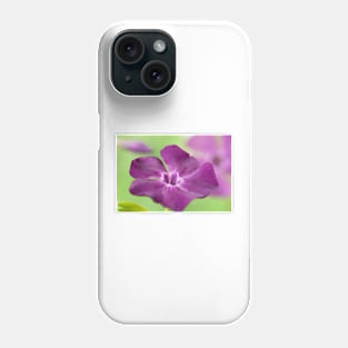 Vinca minor  &#39;Atropurpurea&#39;   AGM  Dark purple-flowered periwinkle  Syn.  Vinca minor &#39;Purpurea&#39;  Vinca minor &#39;Rubra&#39; Phone Case