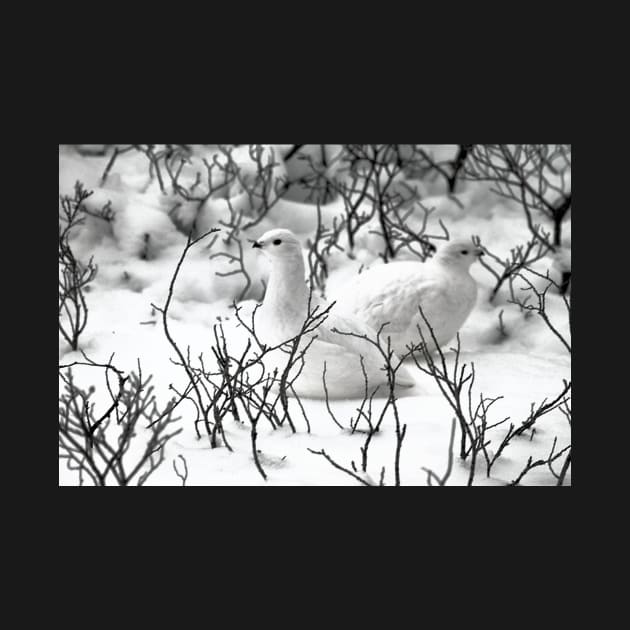 Ptarmigans in the Arctic Willow, Churchill, Canada by Carole-Anne