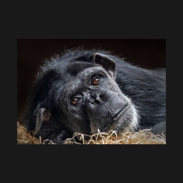 Portrait of a Chimpanzee by TonyNorth