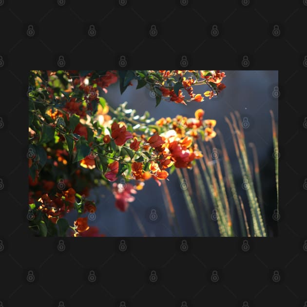 Salmon Bougainvillea in Sunlight Landscape by ButterflyInTheAttic