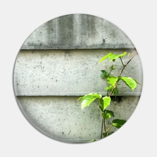 Vine of Betel plant growing up on the cement wall Pin