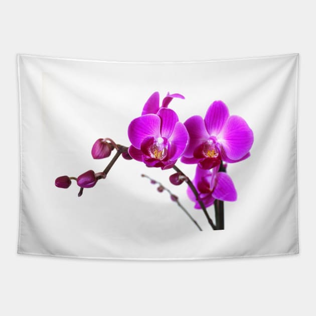 The Orchid Tapestry by Jane Braat