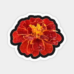 Tagetes patula &#39;Red Cherry&#39; French marigold Magnet