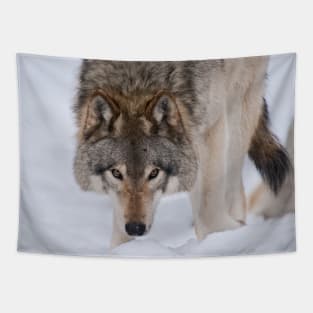 Timber Wolves Tapestry