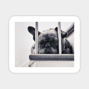 Frenchie Magnet