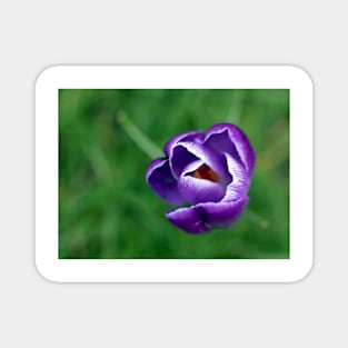 Single purple crocus Magnet