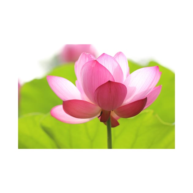 Pink Lotus Flower by NewburyBoutique
