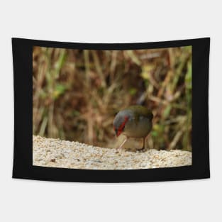 Red-browed Finch at Norton Summit eating Tapestry