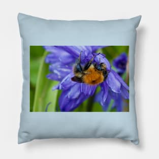 Bumbling along and hanging on Pillow