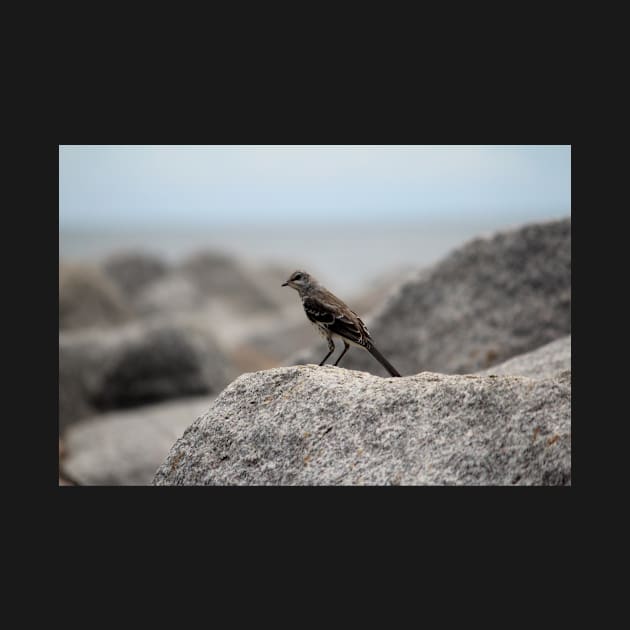 Bird On A Rock By The Sea by Cynthia48