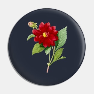 Vintage Double Dahlias Botanical Illustration Pin