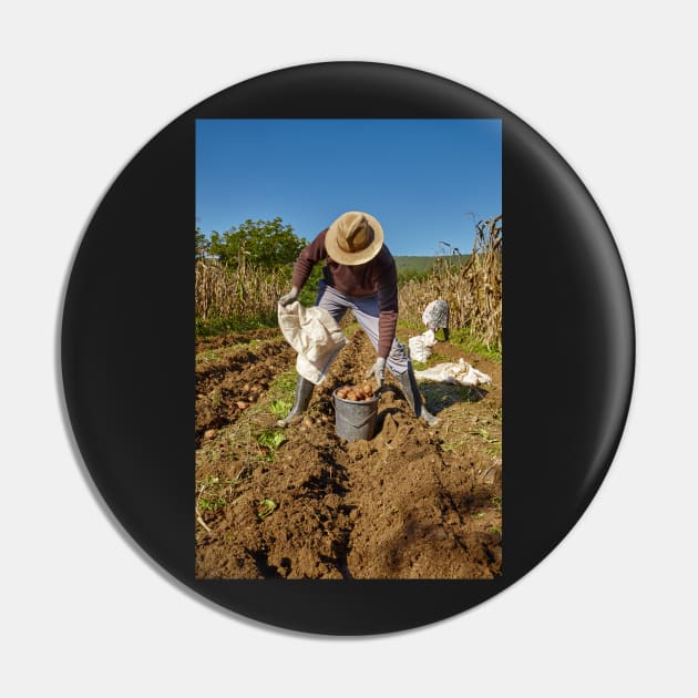 Potatoes harvest Pin by naturalis