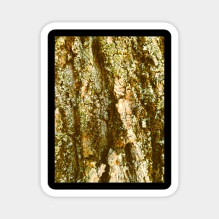 Macro Photo Of The Tree Trunk In A The Enchanted Forest Magnet