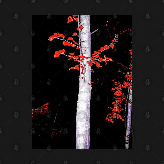 Birch Tree by danieljanda