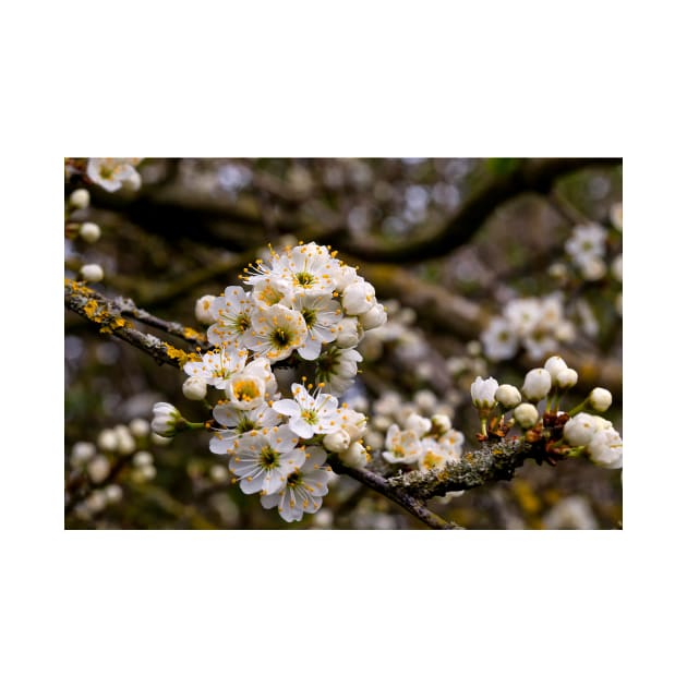 Springtime blossom by Violaman