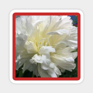 Pure White Carnation Cloud Magnet