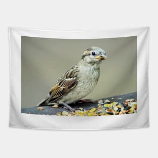 Sparrow Tapestry