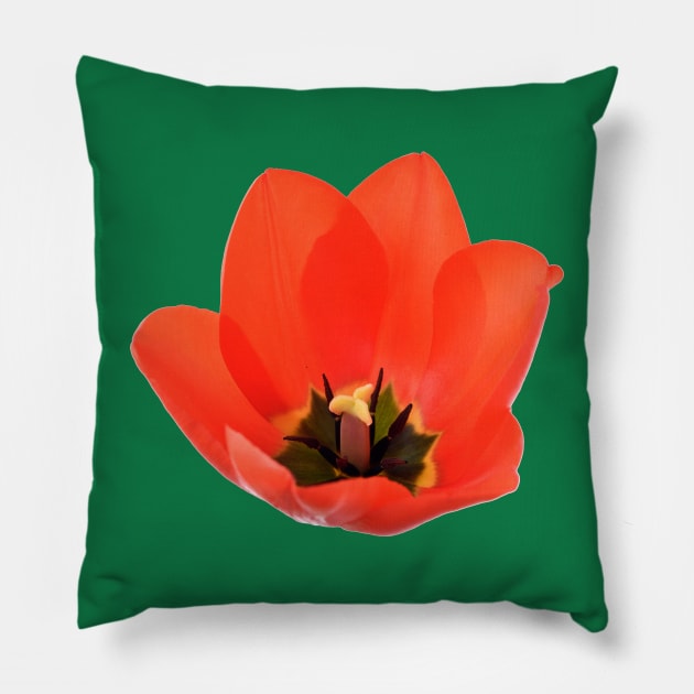 Red tulip Pillow by chrisburrows