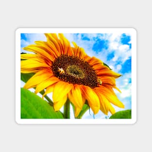 Summer Sunflower Blue Sky Bees Magnet