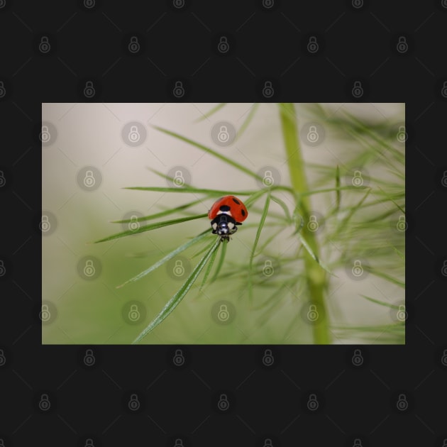 Baby ladybird by declancarr