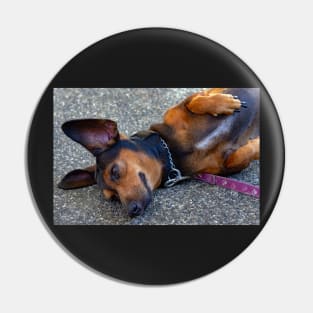 lazy dog Pin