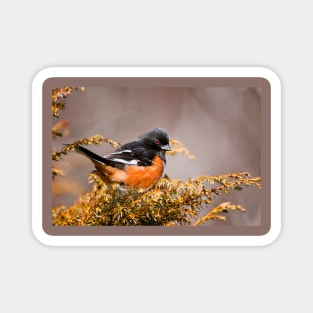 Eastern Towhee Magnet