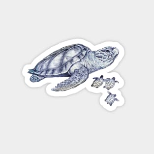 Sea Turtles Magnet