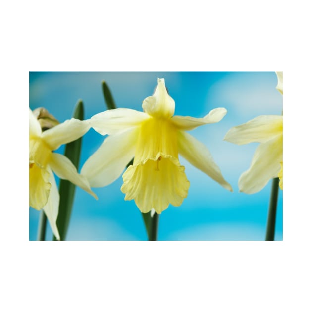 Narcissus  &#39;W.P. Milner&#39;   Division 1  Trumpet  Daffodil by chrisburrows