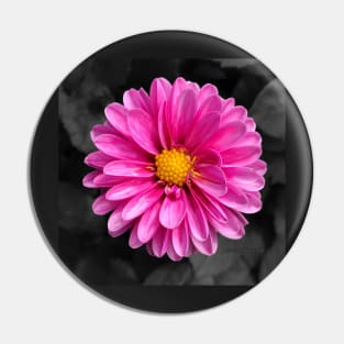 Bright pink flower with black background Pin