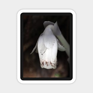 Monotropa uniflora (Indian pipe plant) flower close-up Magnet