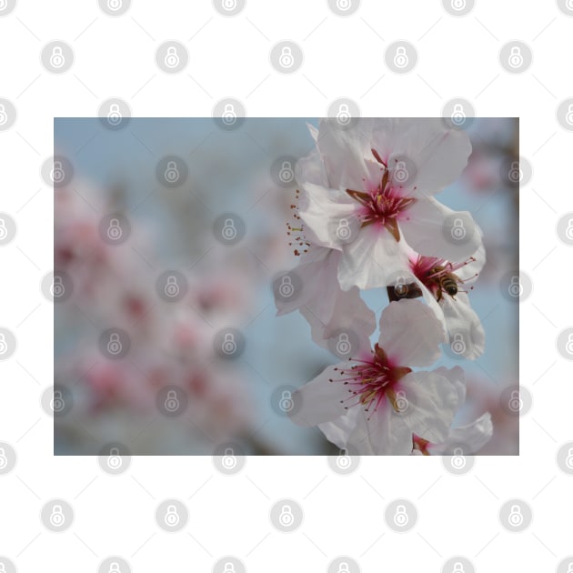 Bee in Almond Flower by jojobob