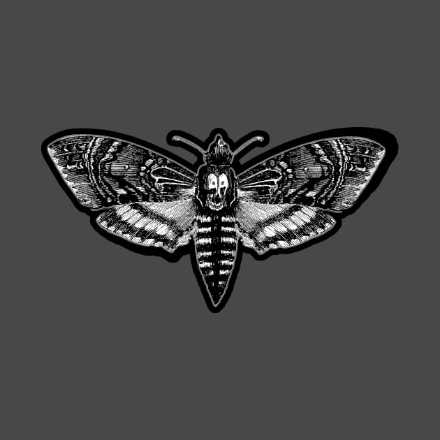 Deaths Head Moth by Bits