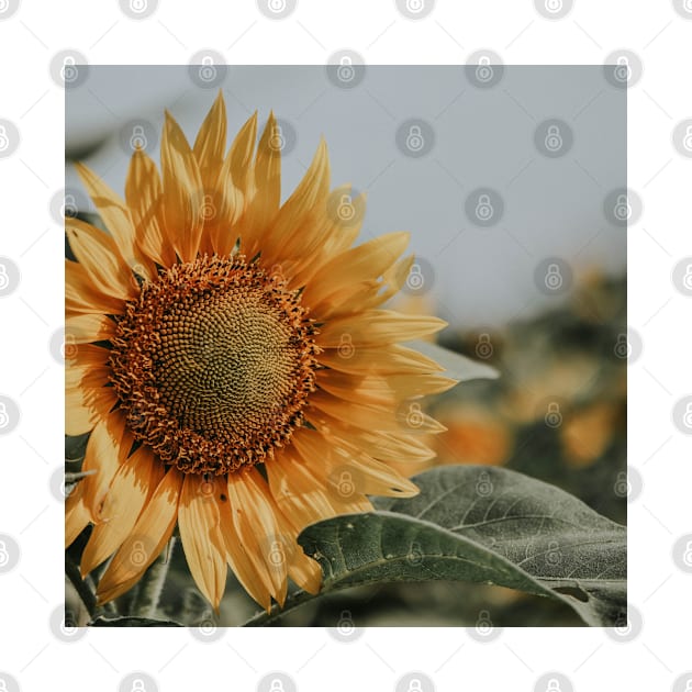 Sunflower Photography by ArtoTee