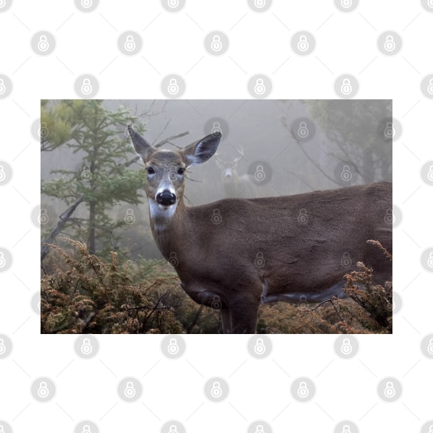 Through the fog - White-tailed Deer by Jim Cumming