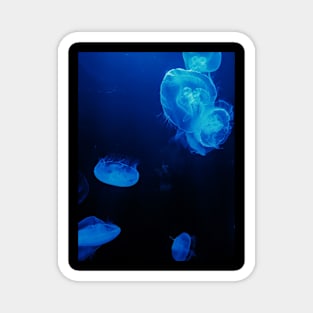 Jellyfish Fields Magnet