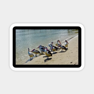 A Flock of Pelicans on the Beach! Magnet