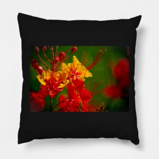 Fiesta ~ Mexican Bird of Paradise Pillow