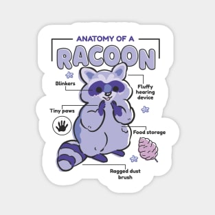 Anatomy Of A Raccoon Cute Magnet