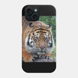 Ready To Pounce Phone Case