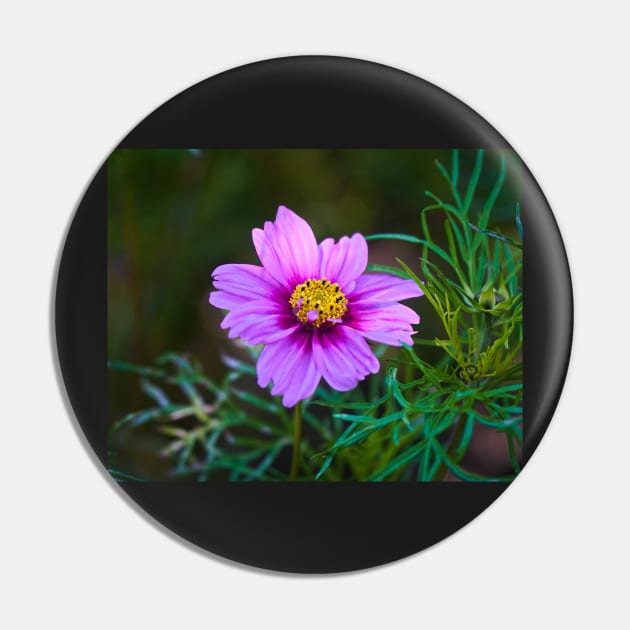 Daisy Marguerite Macro - Magenta Flower With Dark Green Foliage Pin by Harmony-Mind