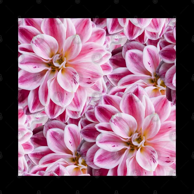 Pink Flowers, Seamless Pattern by docferds