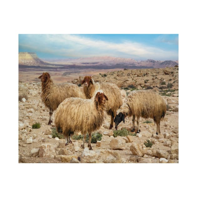 Israel, Mitzpe Ramon. Sheep at Ramon Crater by UltraQuirky