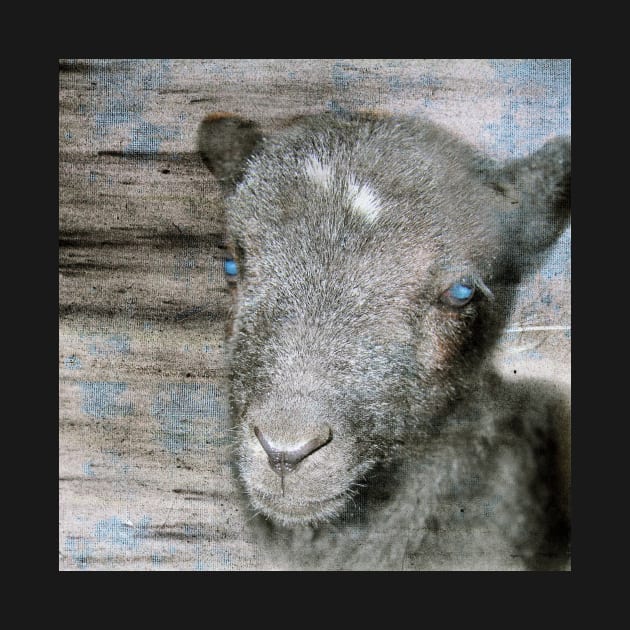 Lambkin | Cute lamb by WesternExposure