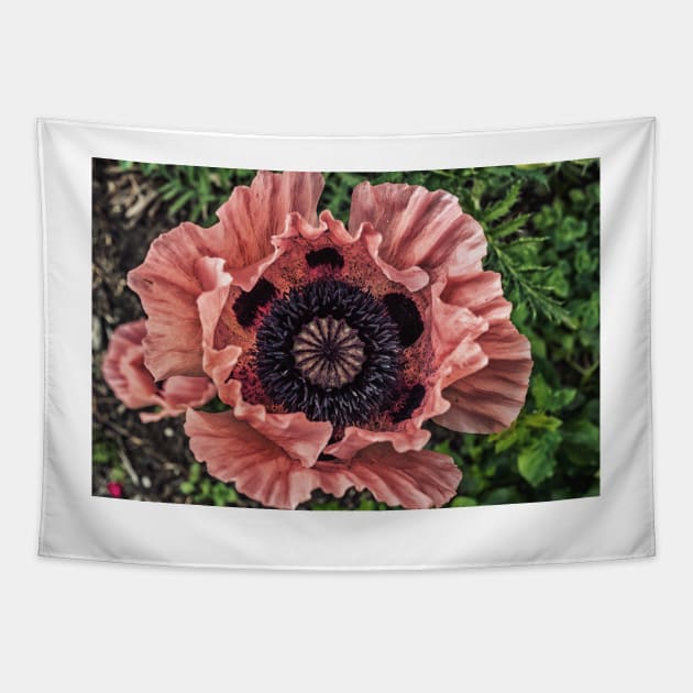 Poppy 5 Tapestry by Robert Alsop