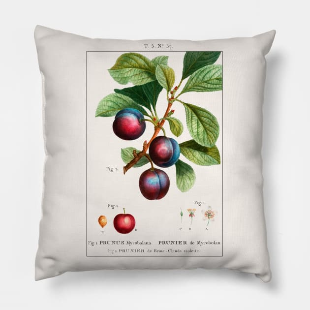 Myrobalan Plum Pillow by WAITE-SMITH VINTAGE ART